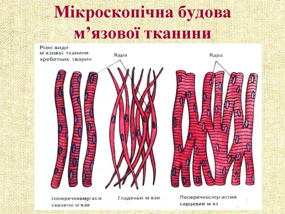 Summativnoe Ocenivanie Za 3 Chetvert Biologiya 8 Klass