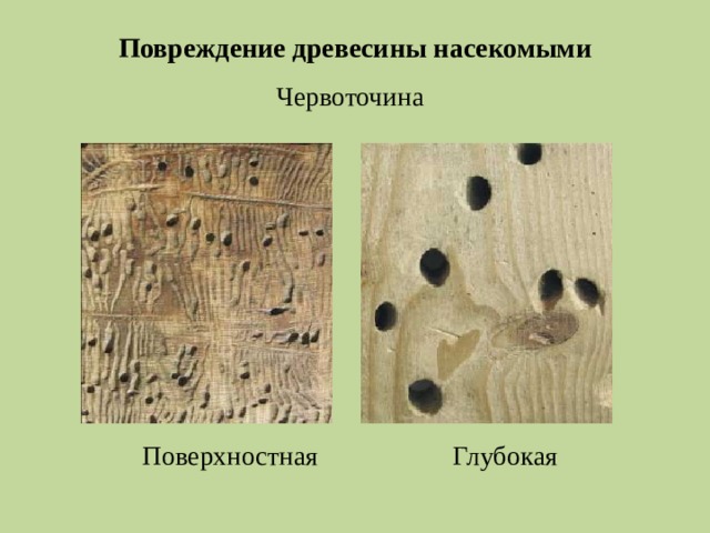 Презентация классификация пороков древесины