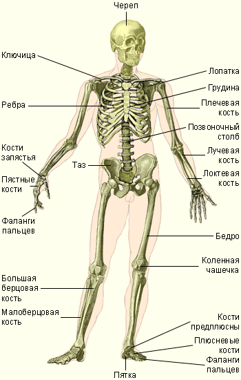 Составить таблицу строение скелета человека Лекция на тему "Костная система"