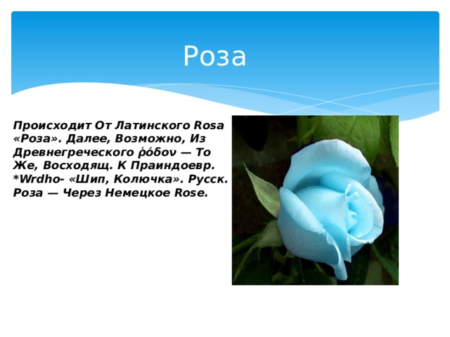 Роза Происходит От Латинского Rоsа «Роза». Далее, Возможно, Из Древнегреческого ῥόδον — То Же, Восходящ. К Праиндоевр. *Wrdho- «Шип, Колючка». Русск. Роза — Через Немецкое Rose. 