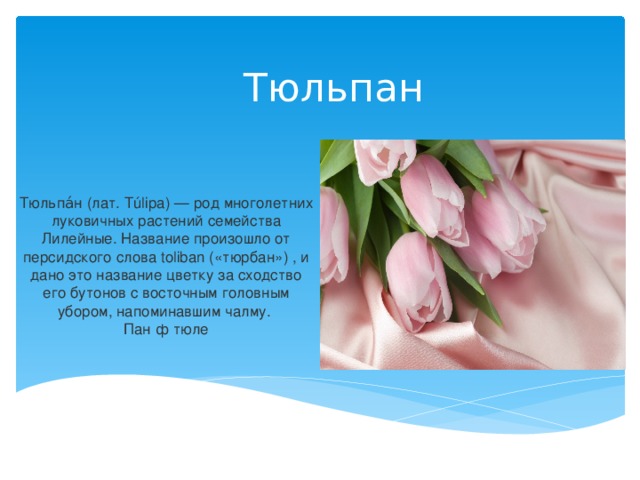 Тюльпан Тюльпа́н (лат. Túlipa) — род многолетних луковичных растений семейства Лилейные. Название произошло от персидского слова toliban («тюрбан») , и дано это название цветку за сходство его бутонов с восточным головным убором, напоминавшим чалму.  Пан ф тюле 