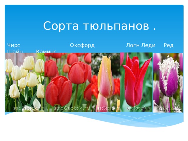 Сорта тюльпанов . Чирс Оксфорд Логн  Леди Ред  Шайн Каминс 