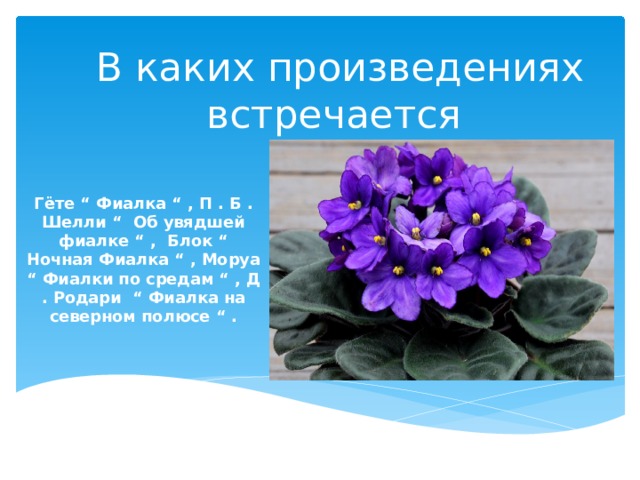 В каких произведениях встречается Гёте “ Фиалка “ , П . Б . Шелли “ Об увядшей фиалке “ , Блок “ Ночная Фиалка “ , Моруа “ Фиалки по средам “ , Д . Родари “ Фиалка на северном полюсе “ . 