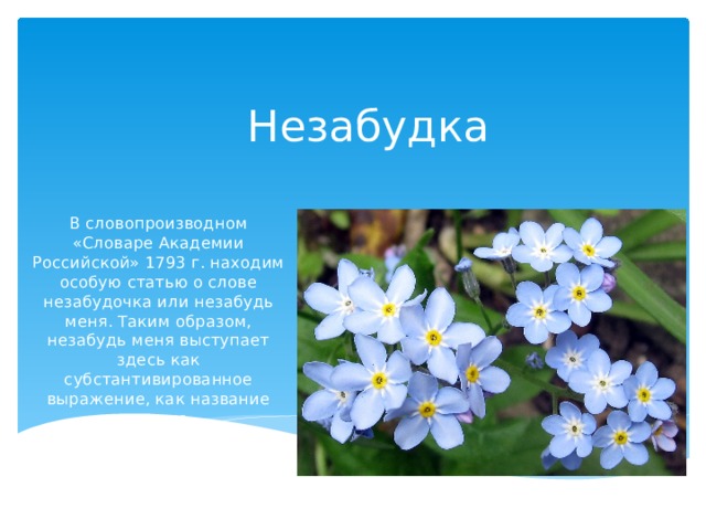 Схема соцветия незабудки