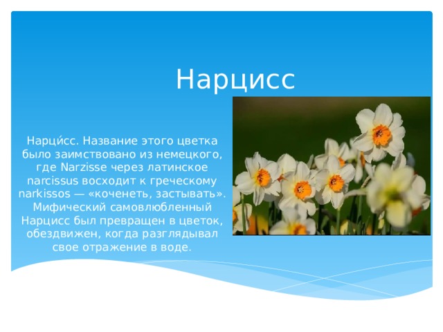 Нарциссы что значат. Нарцисс описание. Что обозначает цветок Нарцисс. Нарцисс латинское название. Легенда о Нарциссе.