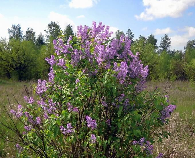 Дикие кустарники