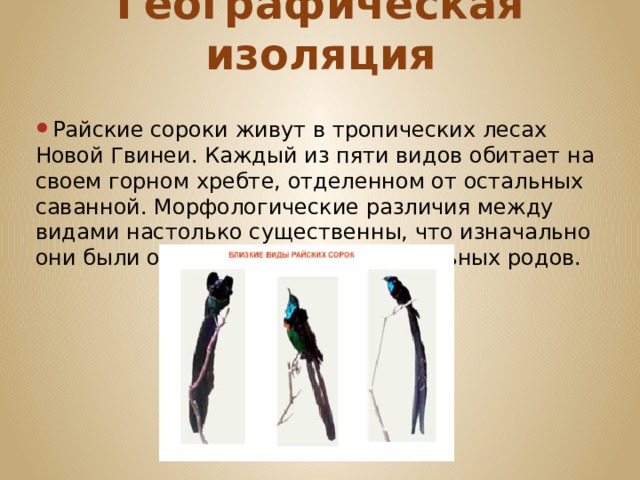 Географическая изоляция Райские сороки живут в тропических лесах Новой Гвинеи. Каждый из пяти видов обитает на своем горном хребте, отделенном от остальных саванной. Морфологические различия между видами настолько существенны, что изначально они были описаны в качестве отдельных родов. 