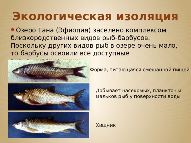 Экологическая изоляция Озеро Тана (Эфиопия) заселено комплексом близкородственных видов рыб-барбусов. Поскольку других видов рыб в озере очень мало, то барбусы освоили все доступные экологические ниши. Форма, питающаяся смешанной пищей Добывает насекомых, планктон и мальков рыб у поверхности воды   Хищник 