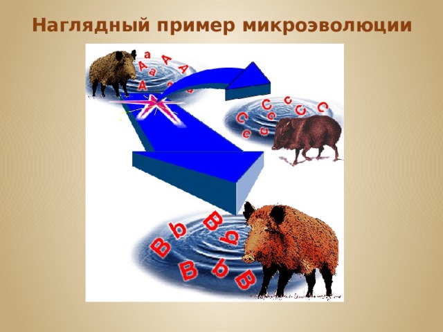 Наглядный пример микроэволюции 