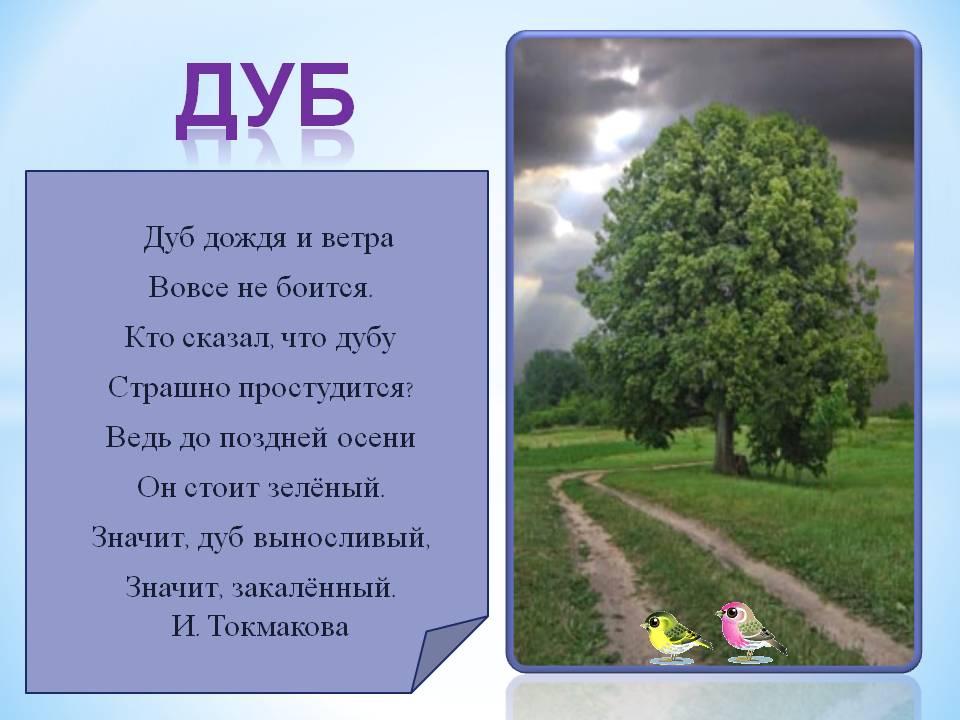 Презентация "Лесная гостиная"