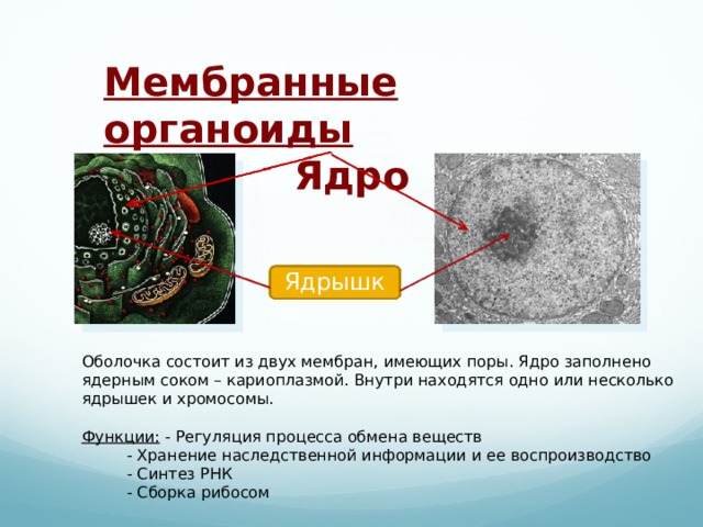 Жидкость заполняющая ядро. Ядрышко мембранный органоид.