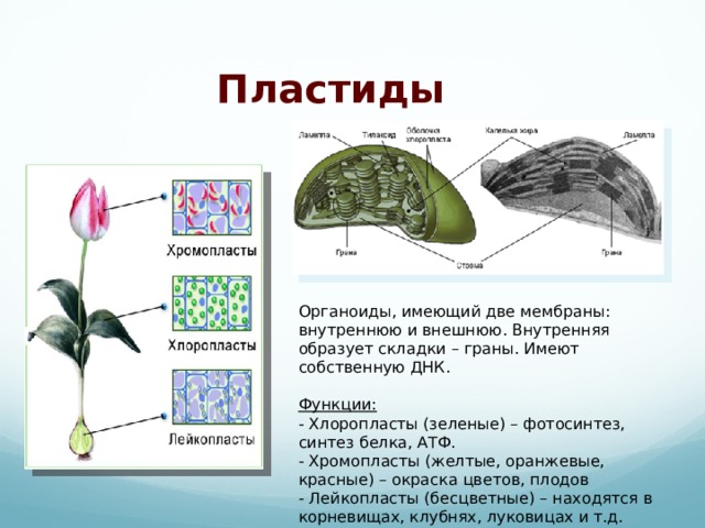 Какой процесс происходит в органоиде показанном на рисунке