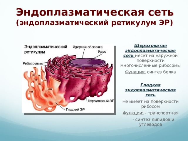 Эндоплазматическая сеть строение и функции. Эндоплазматический ретикулум. Эндоплазматический ретикулум функции. Эндоплазматическая сеть ретикулум функции. Эндоплазматическая сеть или эндоплазматический ретикулум.