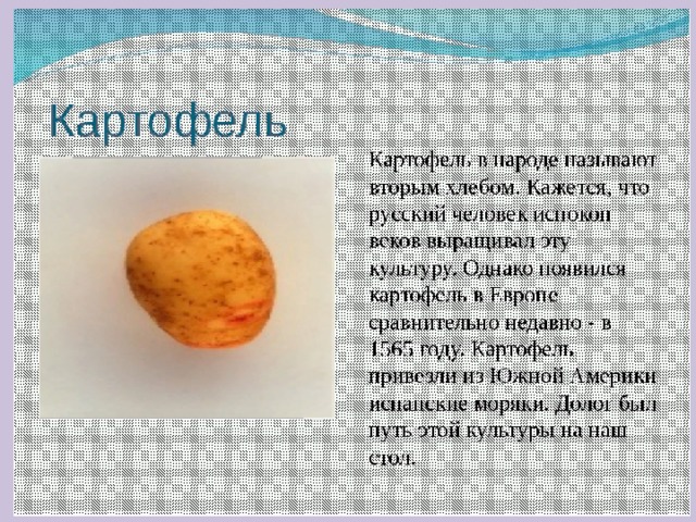 Проект картофель 4 класс Презентация "Роль овощей в питании человека" для 5 класса