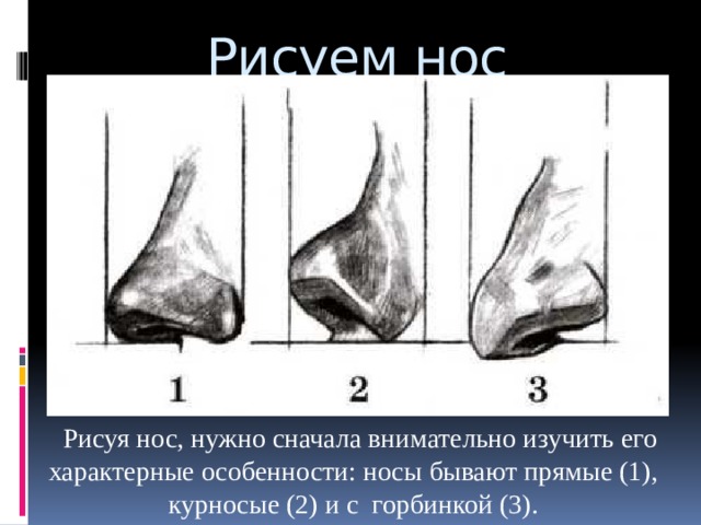 Рисуем нос Рисуя нос, нужно сначала внимательно изучить его характерные особенности: носы бывают прямые (1), курносые (2) и с горбинкой (3). 