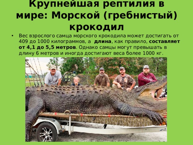 Самые большие животные в мире презентация