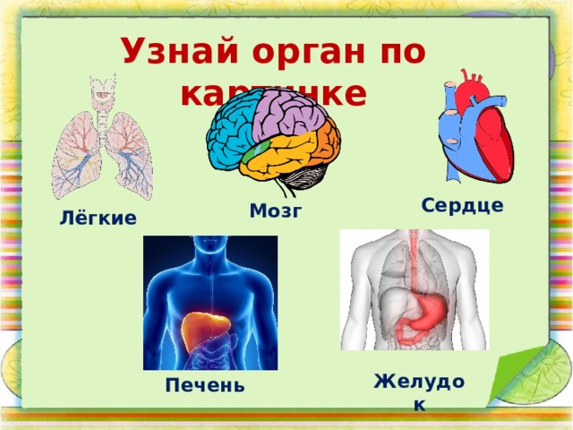 Узнай орган по картинке Сердце Мозг Лёгкие Желудок Печень 