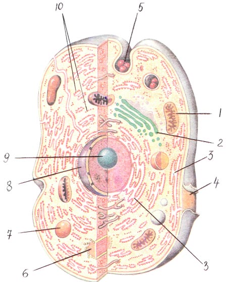Биология 8 класс рисунок 70