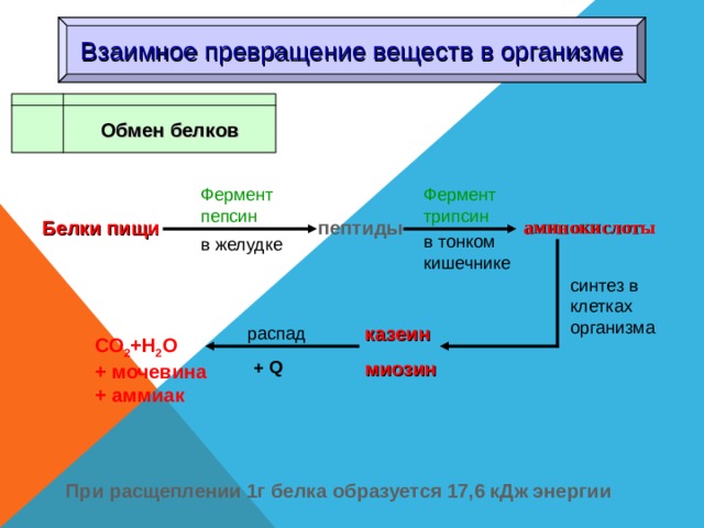 Схема превращения белков в организме