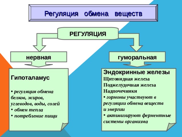 Регуляция обмена веществ РЕГУЛЯЦИЯ РЕГУЛЯЦИЯ гуморальная нервная нервная гуморальная Гипоталамус Эндокринные железы  регуляция обмена Щитовидная железа Поджелудочная железа Надпочечники белков, жиров, углеводов, воды, солей  гормоны участвуют в  обмен тепла  потребление пищи регуляции обмена веществ и энергии  активизируют ферментные системы организма 