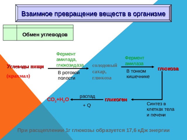 Взаимное превращение веществ в организме Обмен углеводов Фермент амилада, глюкозидаза Фермент амилаза солодовый сахар, глюкоза Углеводы пищи (крахмал) глюкоза В тонком кишечнике В ротовой полости распад гликоген СО 2 +Н 2 О Синтез в клетках тела и печени + Q При расщеплении 1г глюкозы образуется 17,6 кДж энергии 