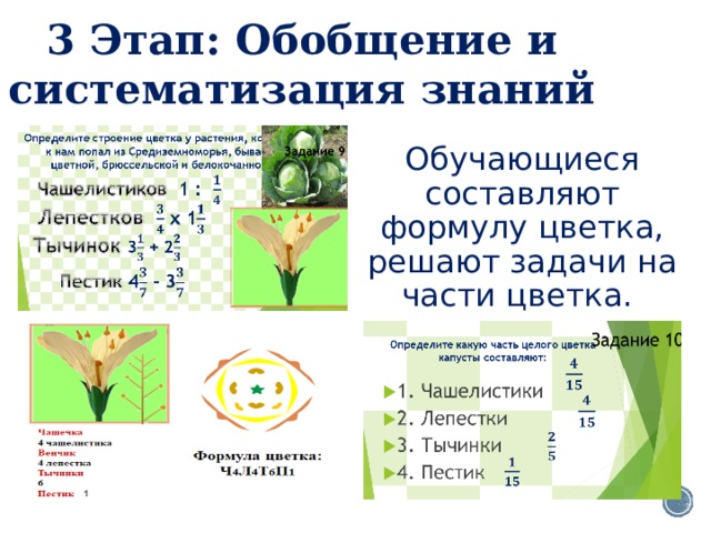 3 Этап: Обобщение и систематизация знаний Обучающиеся составляют формулу цветка, решают задачи на части цветка. 