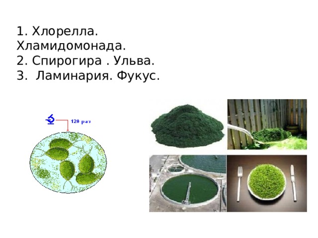 1. Хлорелла. Хламидомонада. 2. Спирогира . Ульва. 3. Ламинария. Фукус.