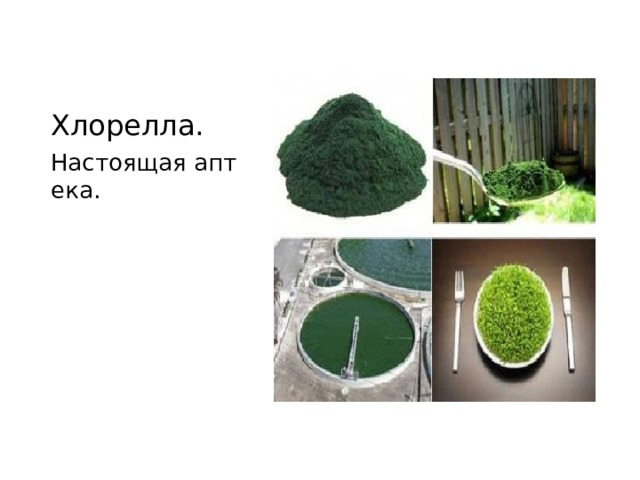 Хлорелла. Настоящая аптека.