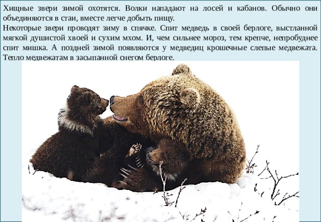 Время года лето изменения в жизни животных. Сезонные изменения в жизни медведя. Сезонные изменения у медведя. Сезонные изменения у животного медведь. Изменения у животных зимой.