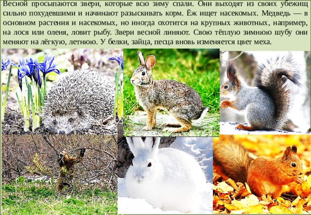 Время года зима изменения в жизни животных. Сезонные изменения в жизни животных. Животные весной. Изменения в жизни животных весной.