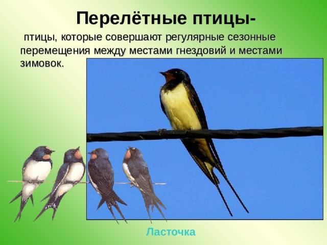   Перелётные птицы-   птицы, которые совершают регулярные сезонные перемещения между местами гнездовий и местами зимовок. Ласточка 