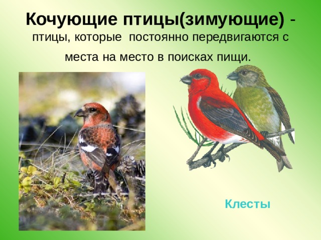 Кочующие птицы(зимующие) -  птицы, которые постоянно передвигаются с места на место в поисках пищи.  Клесты 