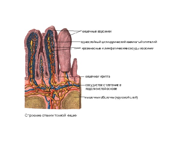 Строение кишечной ворсинки рисунок