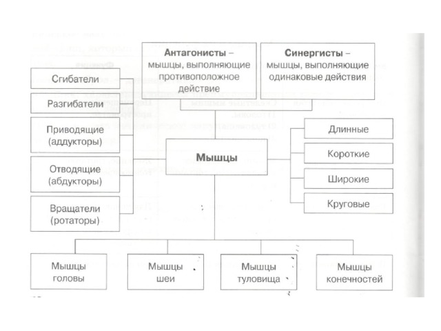 Что такое одс в биологии 8 класс. Смотреть фото Что такое одс в биологии 8 класс. Смотреть картинку Что такое одс в биологии 8 класс. Картинка про Что такое одс в биологии 8 класс. Фото Что такое одс в биологии 8 класс