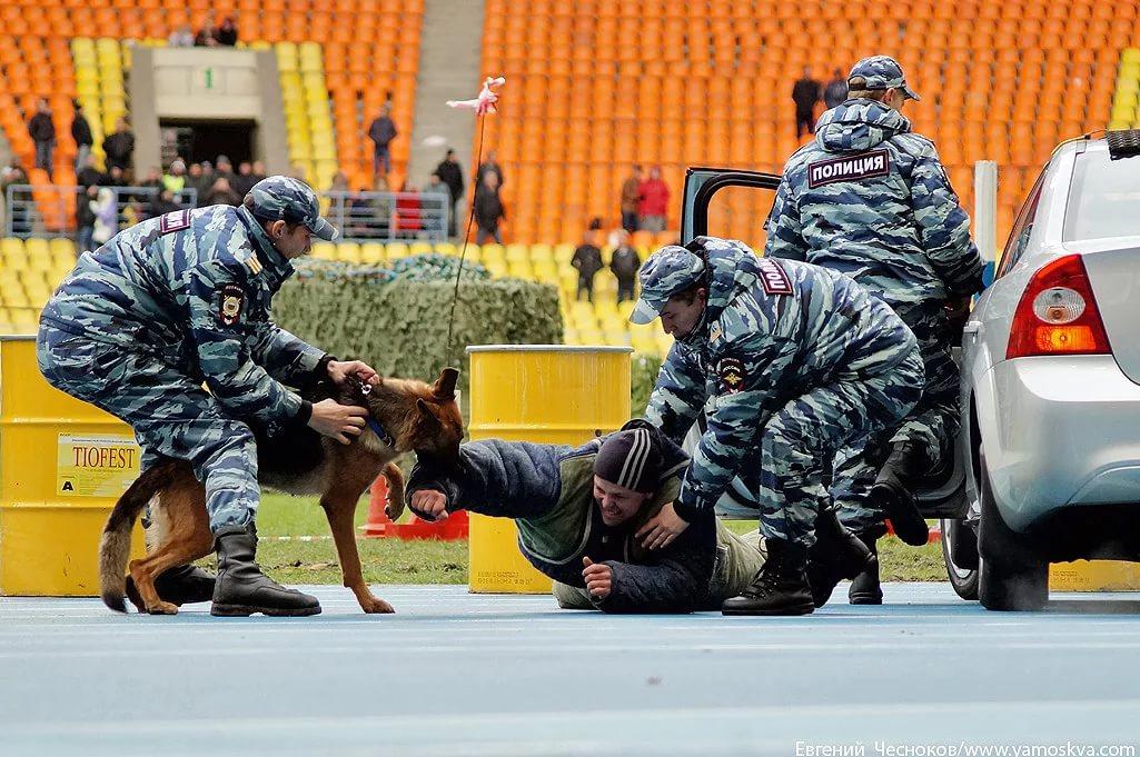 Угроза жизни животных. Собака задерживает преступника. Полицейский с собакой. ОМОН С собакой. Полицейский догоняет преступника.