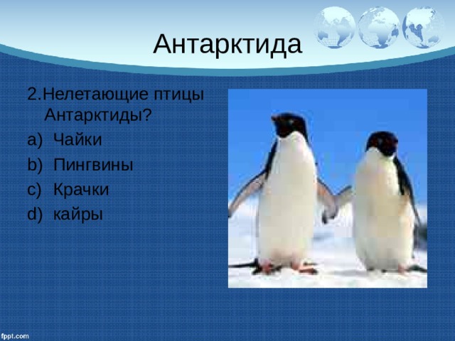 Антарктида 2.Нелетающие птицы Антарктиды? Чайки Пингвины Крачки кайры 