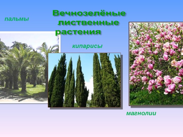 В какой природной зоне растет. Магнолия природная зона. В какой природной зоне растет Магнолия. Кипарисы магнолии пальмы растут в нашей стране в какой зоне. Где растет Магнолия в какой природной зоне.