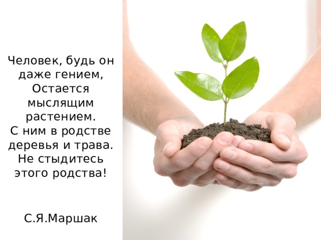 Человек, будь он даже гением,  Остается мыслящим растением.  С ним в родстве деревья и трава.  Не стыдитесь этого родства!                    С.Я.Маршак   