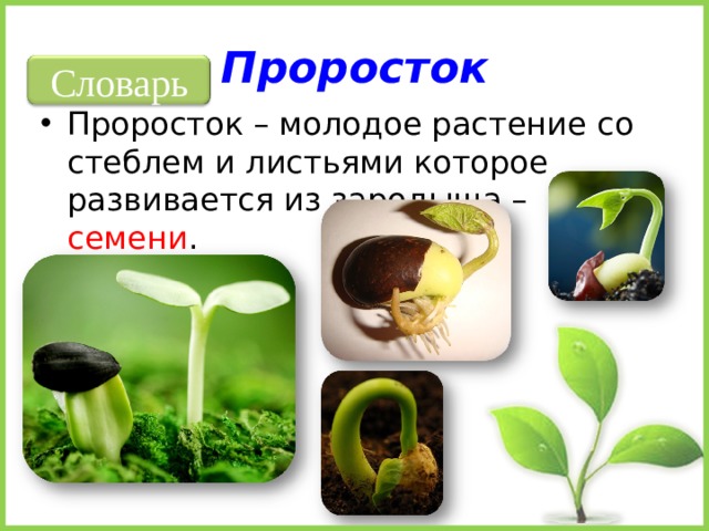 Проросток Словарь Проросток – молодое растение со стеблем и листьями которое развивается из зародыша – семени .  