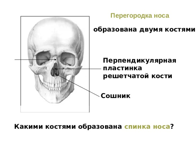 Перегородка носа образована двумя костями Перпендикулярная пластинка решетчатой кости Сошник  Какими костями образована спинка носа ? 