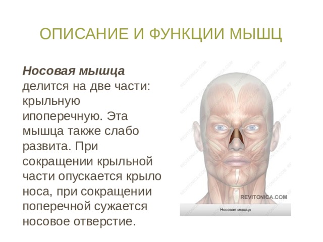 Мимические мышцы лица