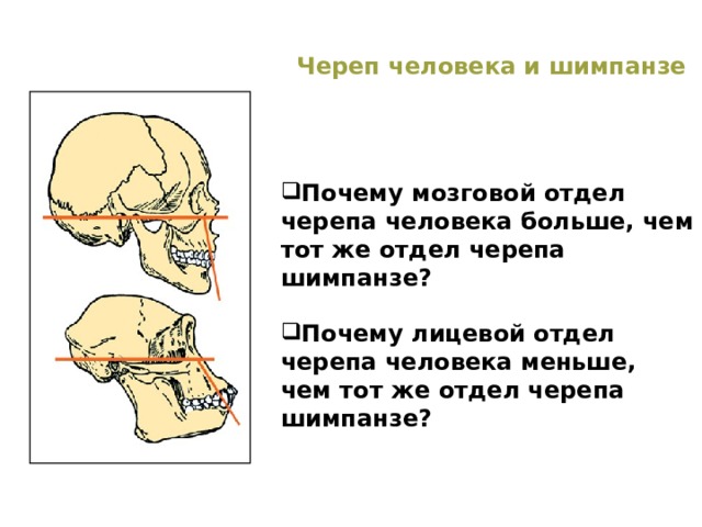 Череп человека и шимпанзе  Почему мозговой отдел черепа человека больше, чем тот же отдел черепа шимпанзе?  Почему лицевой отдел черепа человека меньше, чем тот же отдел черепа шимпанзе?  