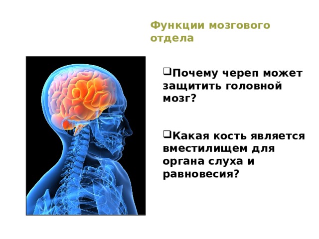Функции мозгового отдела Почему череп может защитить головной мозг? Какая кость является вместилищем для органа слуха и равновесия? 