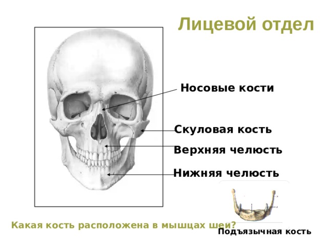 Лицевой отдел Носовые кости Скуловая кость Верхняя челюсть Нижняя челюсть Какая кость расположена в мышцах шеи? Подъязычная кость 