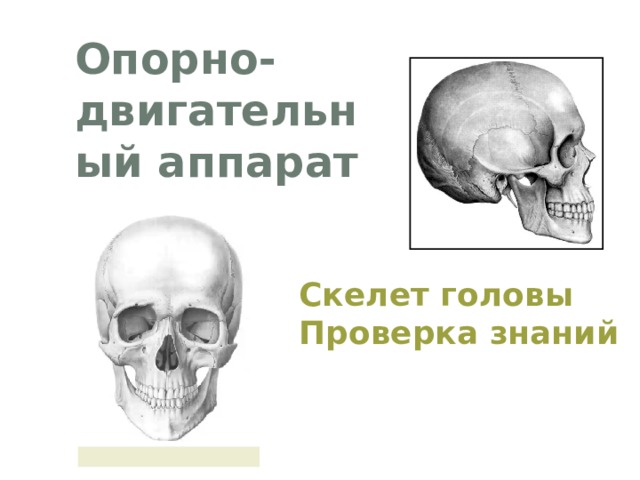 Опорно-двигательный аппарат Скелет головы Проверка знаний Из каких отделов состоит череп?  