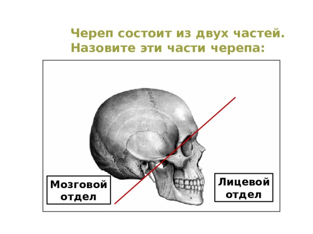 Череп состоит из двух частей. Назовите эти части черепа: Лицевой отдел Мозговой отдел  