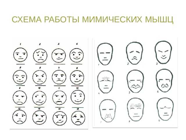 Схема работы мимических мышц лица