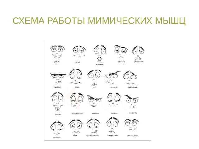 Схема работы мимических мышц Для передачи эмоций в рисунке нам очень важно и необходимо понимание слаженной работы мышц и их взаимное расположение.  