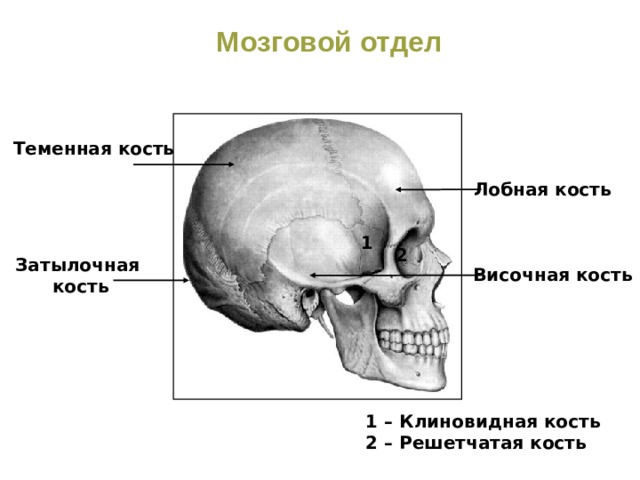 Мозговой отдел Теменная кость Лобная кость 1 2 Затылочная кость Височная кость 1 – Клиновидная кость 2 – Решетчатая кость 
