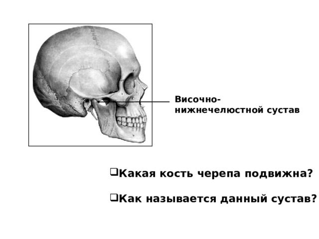 Височно-нижнечелюстной сустав Какая кость черепа подвижна?  Как называется данный сустав? 